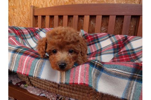 成約済の宮城県のトイプードル-87267の2枚目